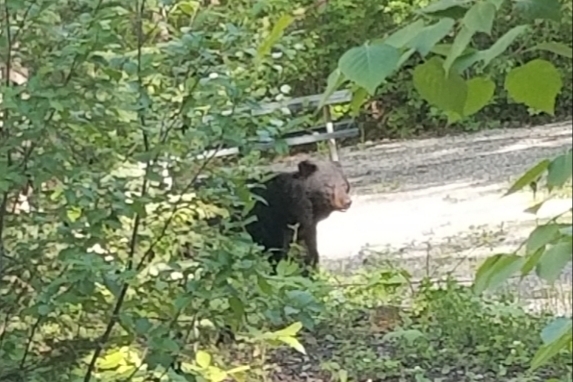 2019-06-08 ALCAN Liard Black Bear at campsite2.jpg